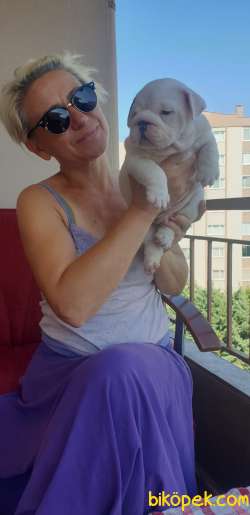 Mükemmel Kalite İngiliz Bulldog Yavrular 3