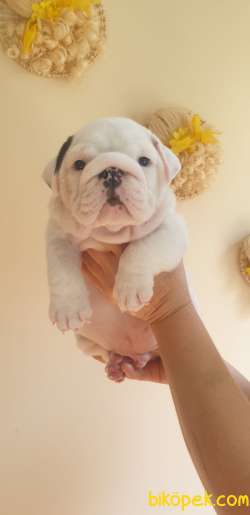 Mükemmel Kalite İngiliz Bulldog Yavrular 2