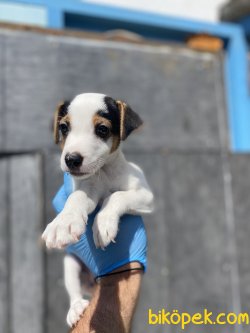 MÜKEMMEL KALİTE JACK RUSSEL YAVRUMUZ 2