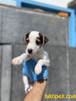 MÜKEMMEL KALİTE JACK RUSSEL YAVRUMUZ 4