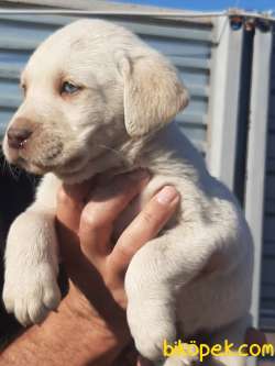 MUKEMMEL KALITE LABRADOR RETRIEVER YAVRULARI 3