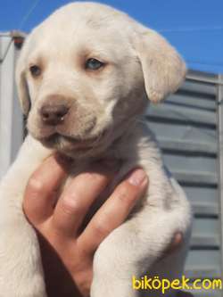 MUKEMMEL KALITE LABRADOR RETRIEVER YAVRULARI 2