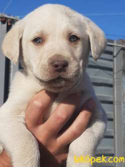MUKEMMEL KALITE LABRADOR RETRIEVER YAVRULARI 4