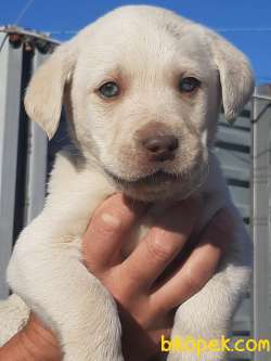 MUKEMMEL KALITE LABRADOR RETRIEVER YAVRULARI 1