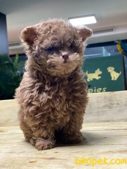 MÜKEMMEL KALİTE MALTİPOO 1