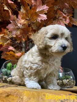 MÜKEMMEL KALİTE MALTİPOO 3