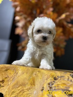 MÜKEMMEL KALİTE MALTİPOO 1