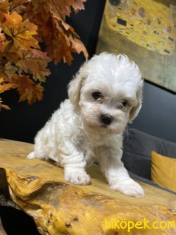 MÜKEMMEL KALİTE MALTİPOO 2