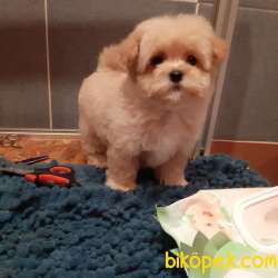 MÜKEMMEL KALİTE MALTIPOO 1
