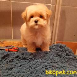 MÜKEMMEL KALİTE MALTIPOO 2