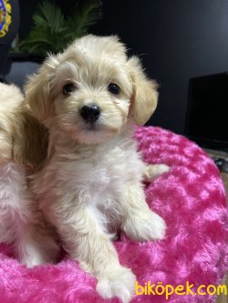 MÜKEMMEL KALİTE MALTİPOO BEBEKLER 1