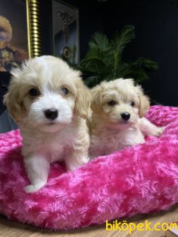 MÜKEMMEL KALİTE MALTİPOO BEBEKLER 2