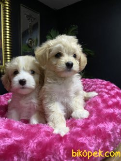 MÜKEMMEL KALİTE MALTİPOO BEBEKLER 3