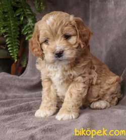 MÜKEMMEL KALİTE  MALTİPOO BEBEKLER 3