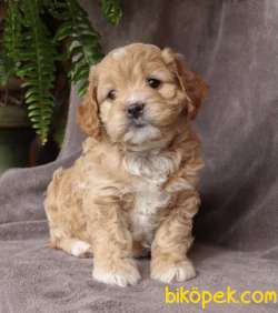 MÜKEMMEL KALİTE  MALTİPOO BEBEKLER 1