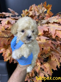 MÜKEMMEL KALİTE MALTİPOO YAVRULARIMIZ 2