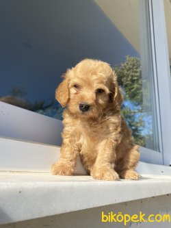 MÜKEMMEL KALİTE MALTİPOO YAVRULARIMIZ 2