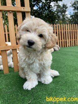 MÜKEMMEL KALİTE MALTİPOO YAVRULARIMIZ 3