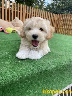 MÜKEMMEL KALİTE MALTİPOO YAVRULARIMIZ 2
