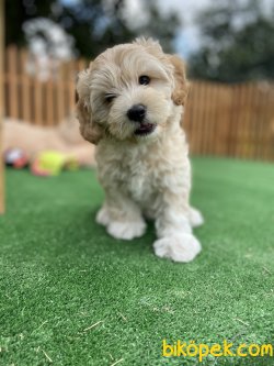 MÜKEMMEL KALİTE MALTİPOO YAVRULARIMIZ 5