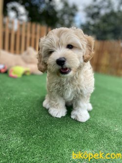 MÜKEMMEL KALİTE MALTİPOO YAVRULARIMIZ 4