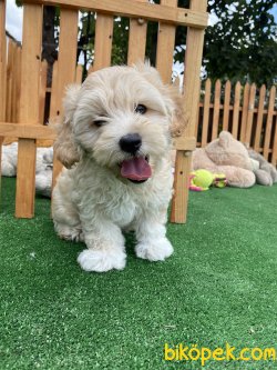 MÜKEMMEL KALİTE MALTİPOO YAVRULARIMIZ 1