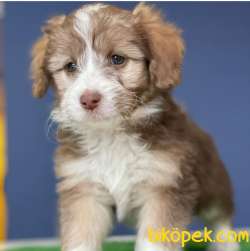 Mükemmel Kalite Maltipoo Yavrularımız 2