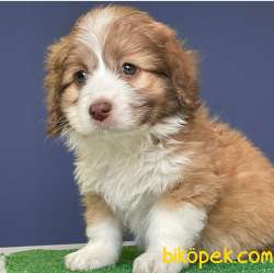 Mükemmel Kalite Maltipoo Yavrularımız 1