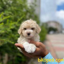 Mükemmel Kalite Maltipoo Yavrumuz 1