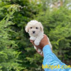 Mükemmel Kalite Maltipoo Yavrumuz 3