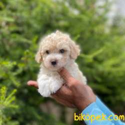 Mükemmel Kalite Maltipoo Yavrumuz 4