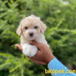 Mükemmel Kalite Maltipoo Yavrumuz 5