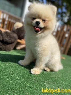 MÜKEMMEL KALİTE POMERANİAN BOO BEBEKLER 2
