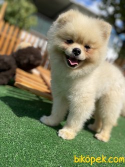 MÜKEMMEL KALİTE POMERANİAN BOO BEBEKLER 1