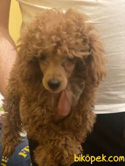 MÜKEMMEL KALİTE POODLE 3