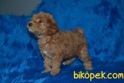 ÜST KALİTE KALİTE POODLE BEBEKLER 2
