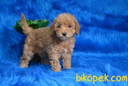 ÜST KALİTE KALİTE POODLE BEBEKLER 1