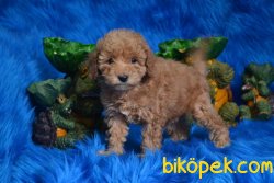 ÜST KALİTE KALİTE POODLE BEBEKLER 3