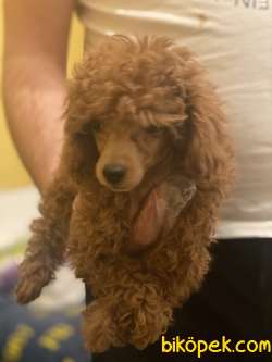 MÜKEMMEL KALİTE POODLE BEBEKLER 1