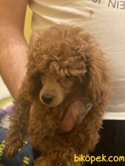 MÜKEMMEL KALİTE POODLE BEBEKLER 2