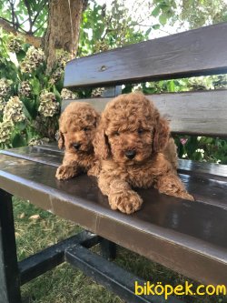 MÜKEMMEL KALİTE RED BROWN TOY POODLE YAVRULARIMIZ 3