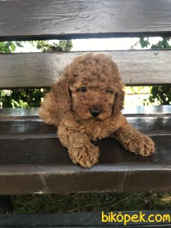 MÜKEMMEL KALİTE RED BROWN TOY POODLE YAVRULARIMIZ 1