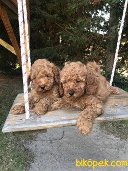 MÜKEMMEL KALİTE RED BROWN TOY POODLE YAVRULARIMIZ 2