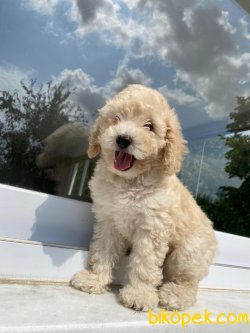 MÜKEMMEL KALİTE POODLE BEBEKLER 1