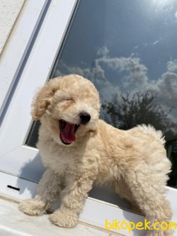 MÜKEMMEL KALİTE POODLE BEBEKLER 2