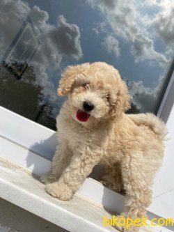 MÜKEMMEL KALİTE POODLE BEBEKLER 3