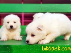 MÜKEMMEL KALİTE SAMOYED YAVRULAR 5