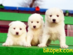 MÜKEMMEL KALİTE SAMOYED YAVRULAR 1