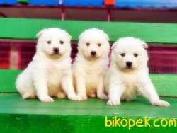 MÜKEMMEL KALİTE SAMOYED YAVRULAR 3
