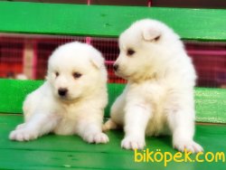 MÜKEMMEL KALİTE SAMOYED YAVRULAR 2